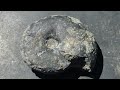 Nevada Ammonites!