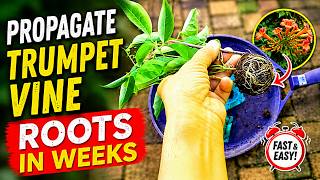 How to Propagate Orange Trumpet Vine by Air Layering Easily | Fastest Propagation