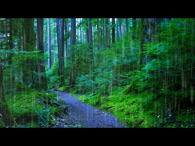 Sleep, Study or Focus with Rain Sounds in The Woods White Noise | 10 Hours class=