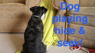 Dog Playing Hide and Seek!!! by ZakkyM 214 views 4 years ago 6 minutes, 12 seconds