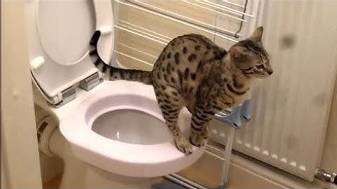 FUNNIEST Animal Fails of 2025 😂 | They Really Thought It Would Work…