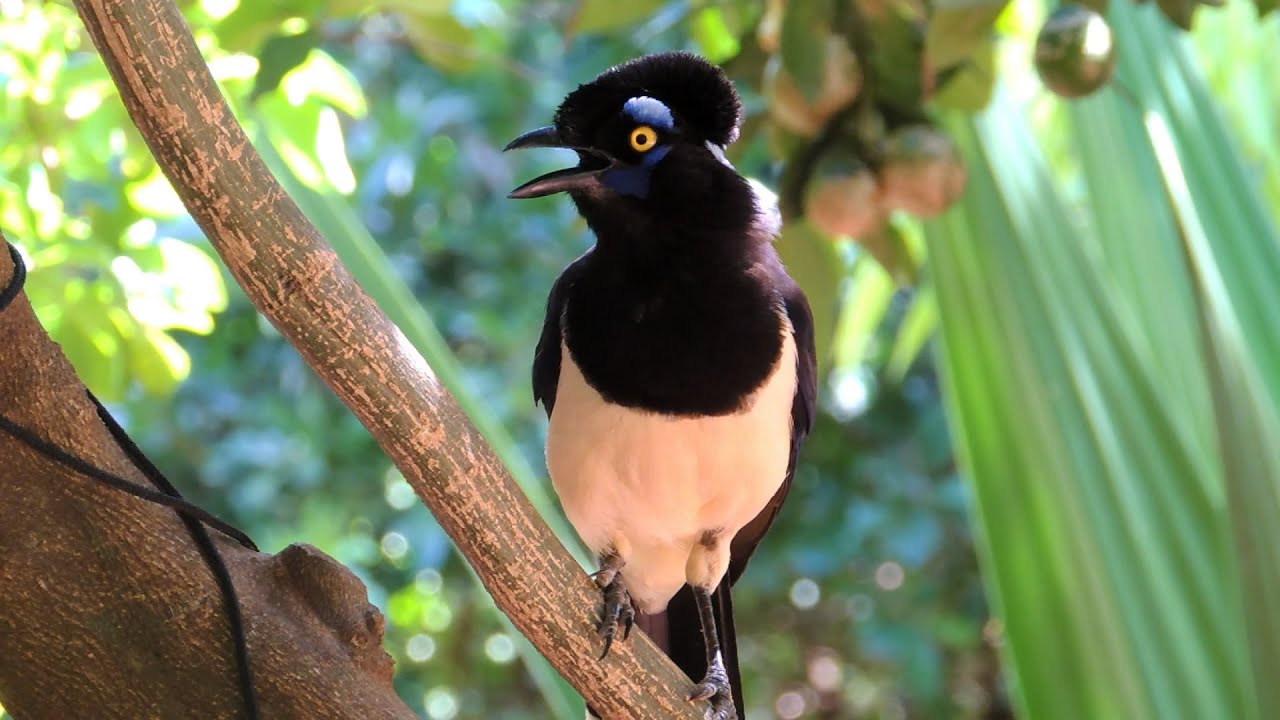 GRALHA-PICAÇA (CYANOCORAX CHRYSOPS), PLUSH-CRESTED JAY, Gralha-de-crista-negra.