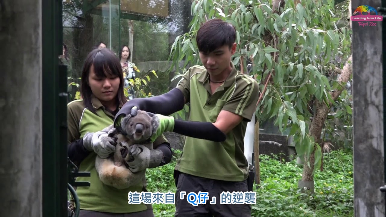 無尾熊「Q仔」耍任性～保育員用妙招安撫！