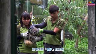 Download lagu 無尾熊 Q仔 耍任性 保育員用妙招安撫 無尾熊 Q仔 耍任性 保育員用妙招安撫