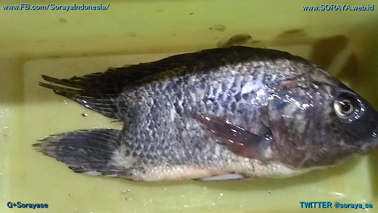 Ikan Nila Aneh, Memiliki 2 Ekor Belakang Yang Kembar - YouTube