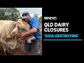 Queenslanders struggle to find farm fresh milk as dairies close | ABC News