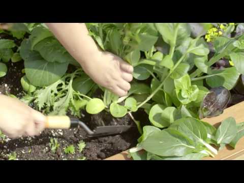 Vidéo: Bok Choy Bolting - Qu'est-ce que cela signifie quand Bok Choy Bolts