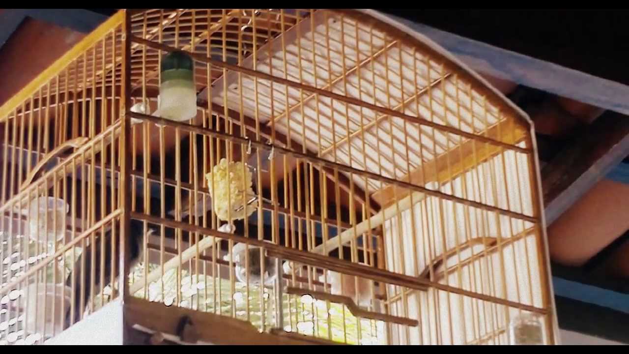 Canto De Trinca Ferro Tio João Pedro Boi Trinca Ferro Boca Mole Boi Tio Joao Pedro Boi Duro Na Queda Youtube