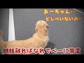 姉妹離ればなれでペーがまさかのおりこうさん　ゴールデンレトリバー