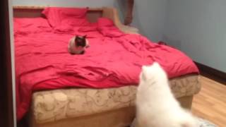 Самоед Deni vs кот Талисман Самоед Deni vs кот Талисман