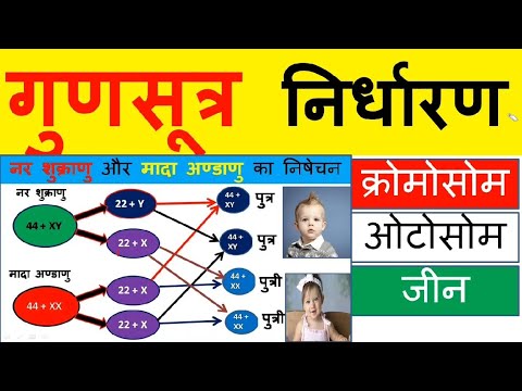 वीडियो: एलायोसोम क्या है: बीजों में एलायोसोम के कार्य के बारे में जानें