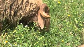Farma Awassi ovaca  - U nasem ataru 385