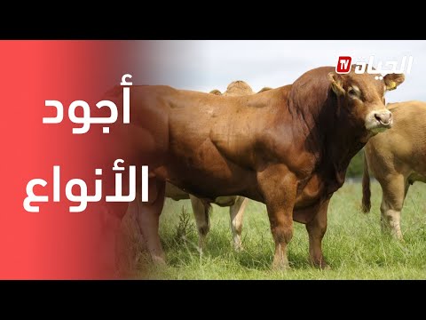 تسمين العجول شاهد كفاح أحد المربين من ميلة لتمويل السوق بأجود اللحوم 