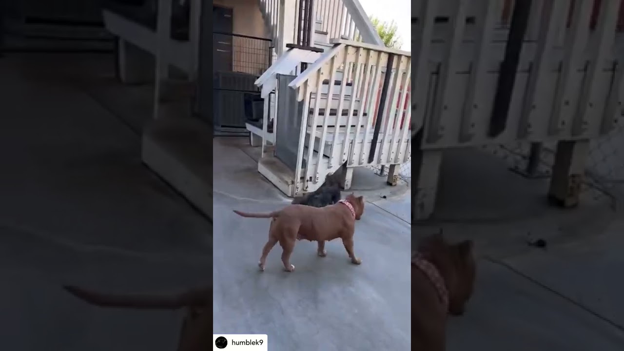 Adopt Little Ottalie