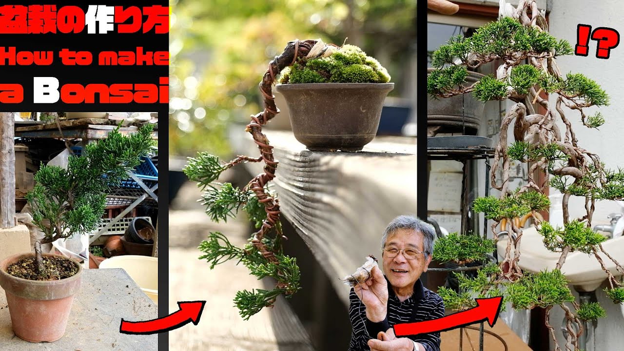 【真柏】初心者歓迎！素材から盆栽ができるまで～懸崖編～【盆栽Q】