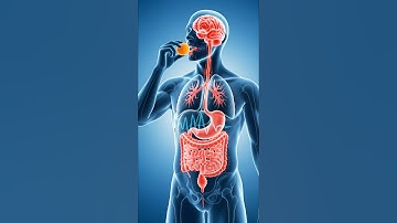 APRICOT HELPS TO INCREASE...  #anatomy #science #humanbody #3danimation #health #apricot #shorts