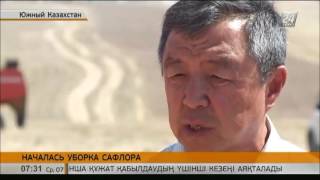 Когда на рынках Казахстана появится отечественное сафлоровое масло