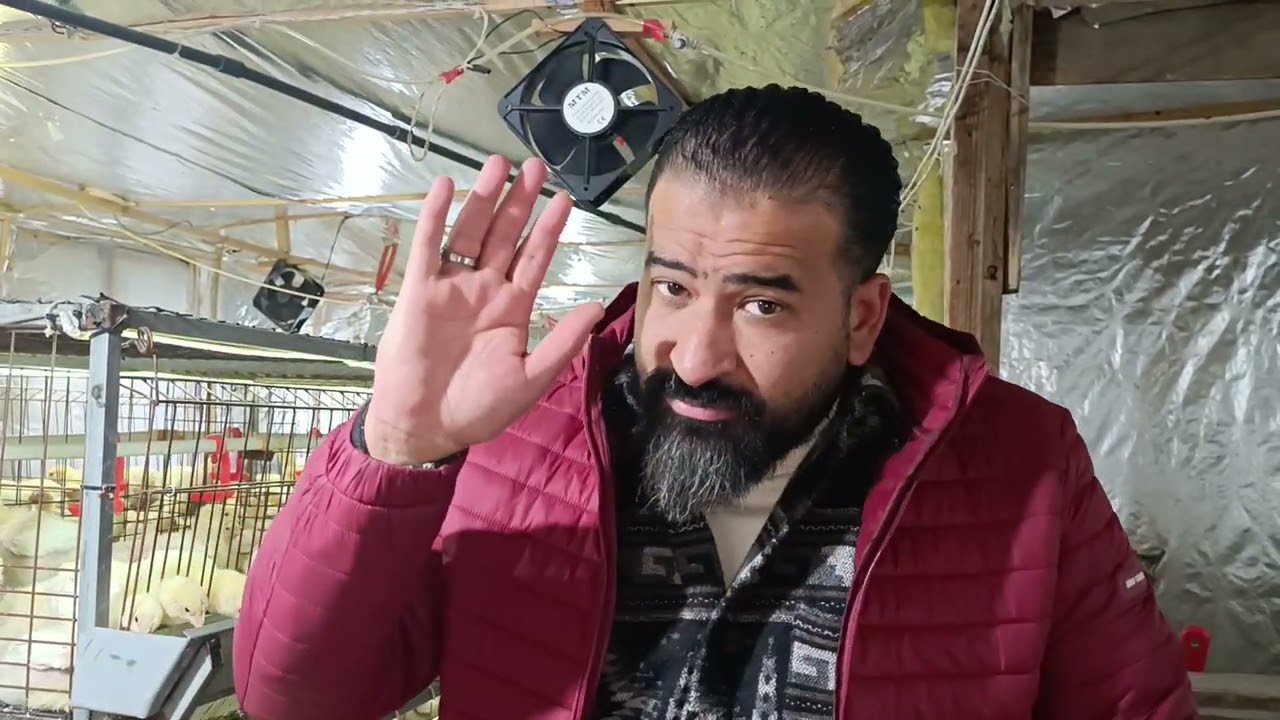 سلسله تربيه الدواجن من عنبر ام ريحانه وسر الخلطات مع الرسام محمد نجيب 💪💪💪