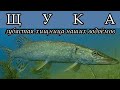 ЩУКА - Зубастая хищница наших водоёмов
