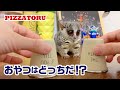 おやつはどっちだ！？ゲーム Pizzatoru the Bushbaby