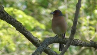 Buchfink (mit Gesang) | 1. Mai 2019