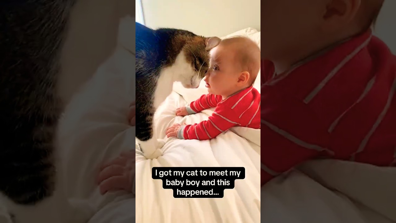Gatos🐈😹 y niños👦 divertidos😂😂#cat #parati #funny #viral #cute #gatos #niños #humor