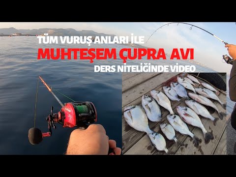 MUHTEŞEM ÇUPRA, MERCAN ve KALAMAR AVI! TÜM VURUŞ ANLARI İLE.. EĞİTİCİ ve RAHATLATICI VİDEO