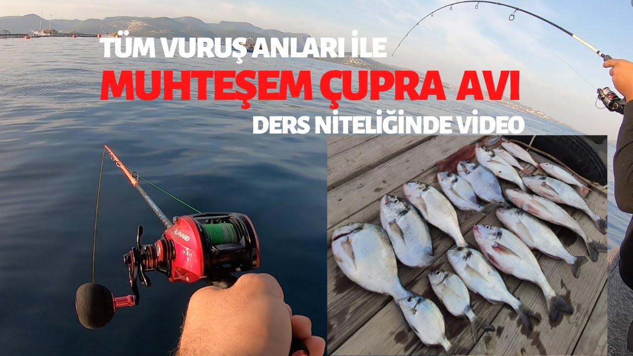 MUHTEŞEM ÇUPRA, MERCAN ve KALAMAR AVI! TÜM VURUŞ ANLARI İLE.. EĞİTİCİ ve RAHATLATICI VİDEO
