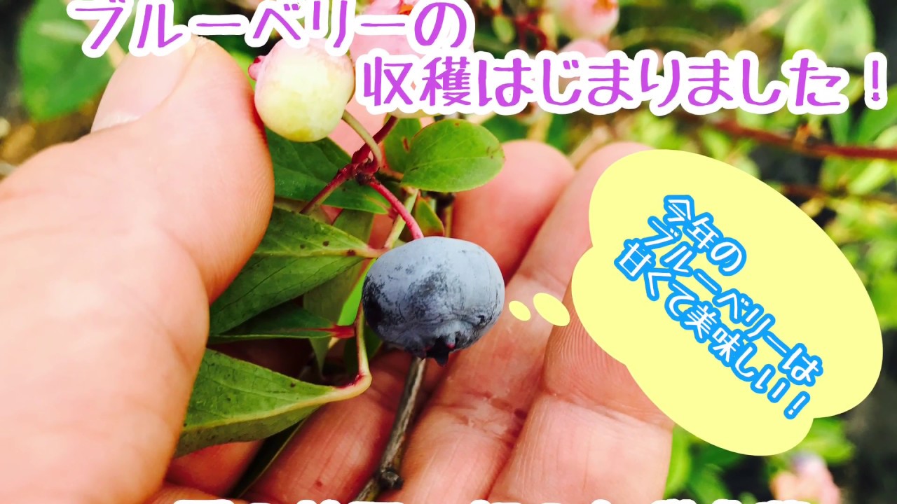 動画で家庭菜園 ブルーベリーの収穫はじまりました 夏の菜園 朝の収穫作業 ｈ30 6 24 Youtube