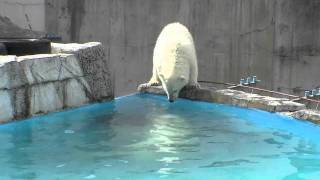 ララのじらし作戦〜Polar Bear, Mother's diving intrigue her baby