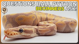 Questions that Ball Python Beginners often ask!