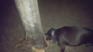 Duke Nuke Em Loves The Trees.