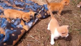 Kitty Kat test video