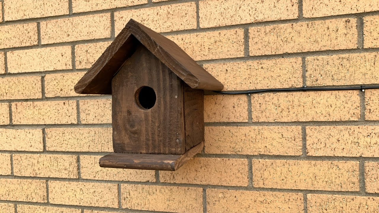 Bird Box Camera - Live Stream