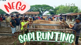 PRICE OF 7-MONTH PREGNANT MASTER COW