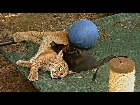 Video: Pet Scoop: Bobcat kattunge räddad från penselbrand, Tiger fyllda Animal Fools Officers