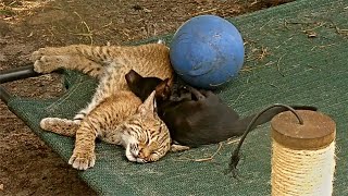 Baby Bobcat Makes Friends With Feral Kittens