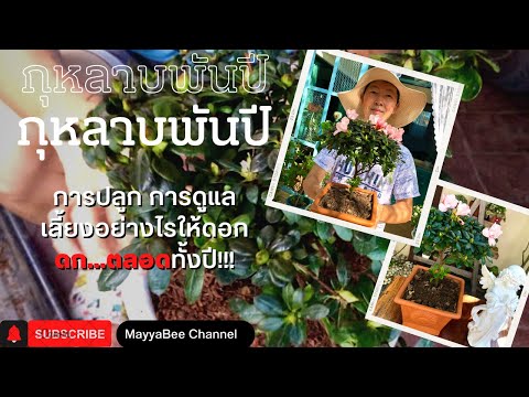 วีดีโอ: กุหลาบพันปีคอเคเชี่ยน: คำอธิบายการปลูกและการดูแล