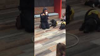 Kasey Program Performance featuring 2 Black Lab Dogs