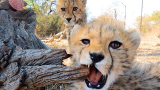 Cheetah Cubs First Adventure | The Lion Whisperer