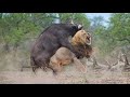 5 СУМАСШЕДШИХ БИТВ ЖИВОТНЫХ СНЯТЫХ НА ВИДЕО