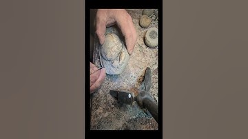 #fossils #crab #nature #whichonewouldyoupick