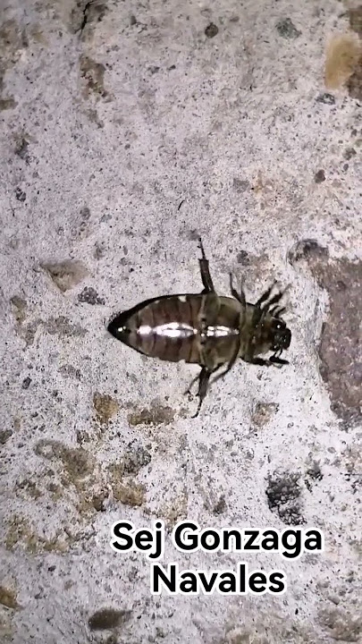 oh no 😱 unsay natabo 😵🤣#shortvideos #trending #viral#toptrending#shorts #viralvideos