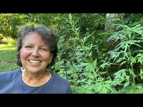 Medicinal Minute: Mugwort (Artemisia vulgaris)