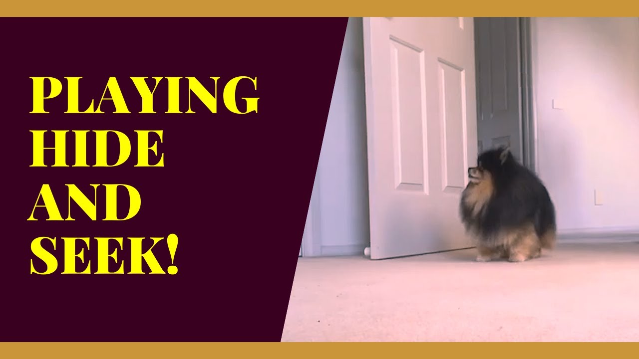 LIFE WITH DOGS YouTube