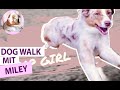 Cinematic Dog Walk mit Aussie Miley