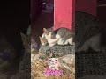love cats#cat#videos #videoshort #shortvideo #youtubeshorts #youtube
