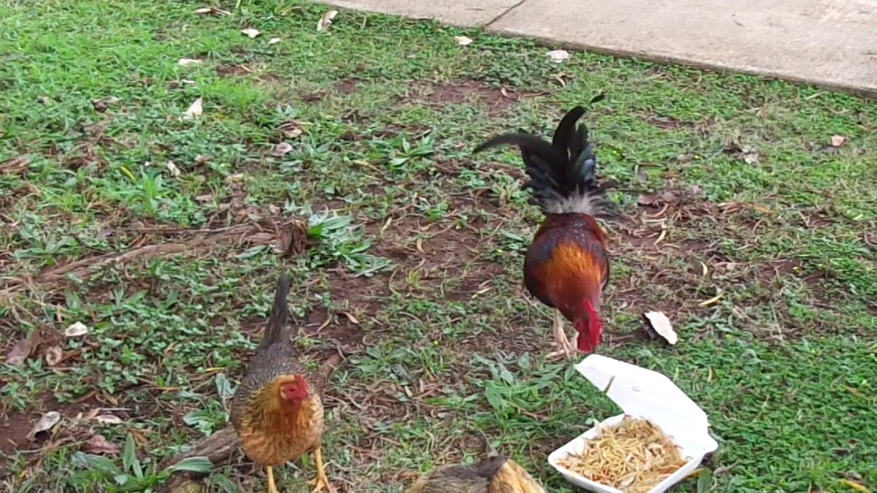 camera iphone 8 plus apk Feeding chickens and their chicks in Hawaii with chow mein
