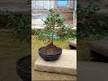 BONSAI CEMARA SILVER #shorts