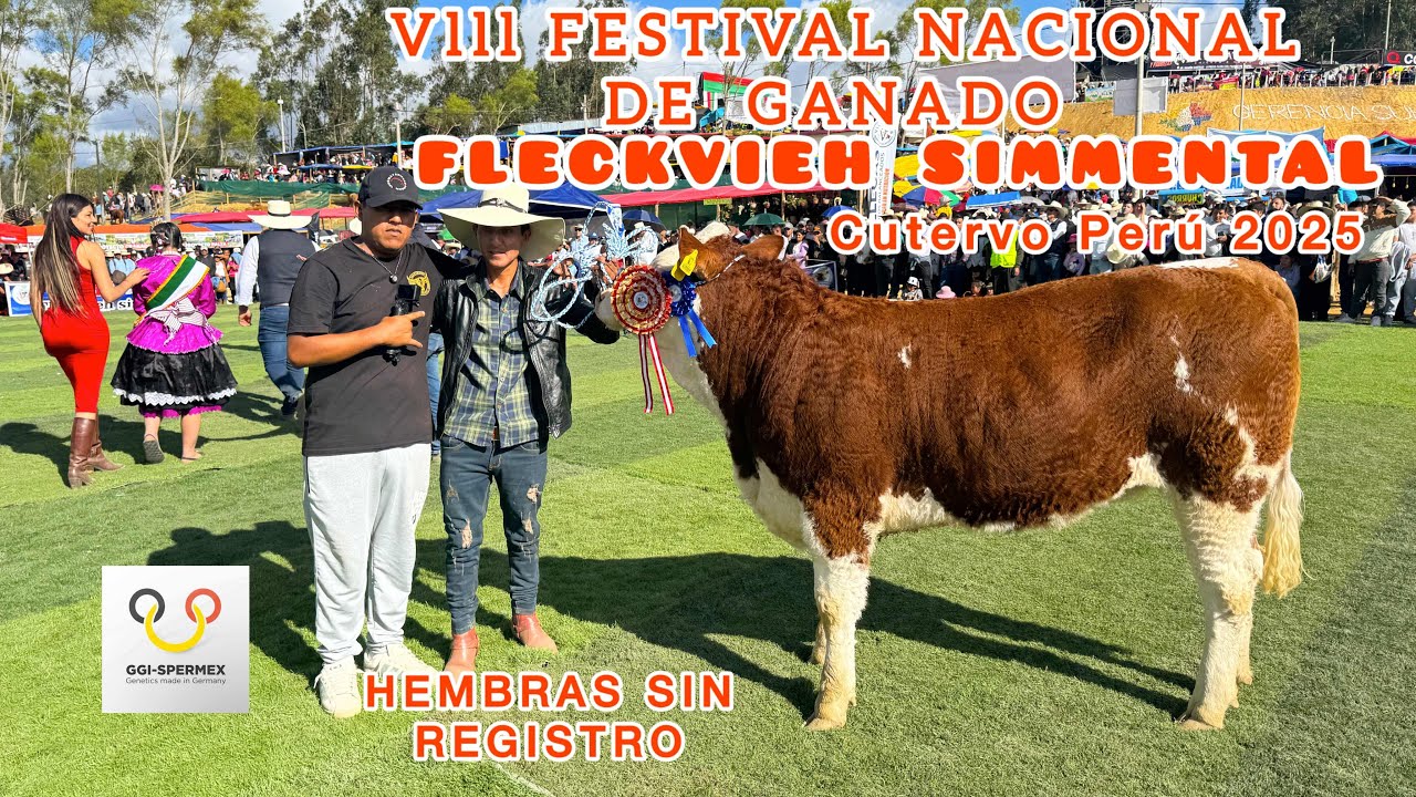 PRIMER DÍA DE EL Vlll FESTIVAL NACIONAL DE GANADO FLECKVIEH SIMMENTAL - hembras sin registro-parte 1